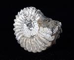 Pleuroceras spinatum (BRUGUIRE 1789) - Bild © FossNet FossilienStore